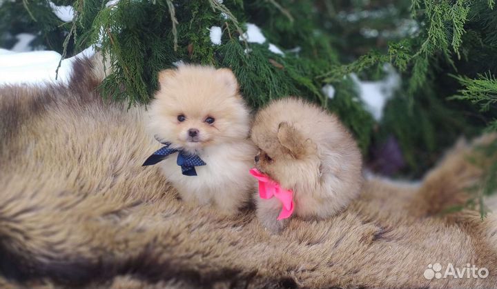 Щеночки Шпица