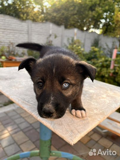 Щенки сибирской хаски