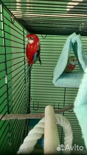 Попугай Розелла с клеткой