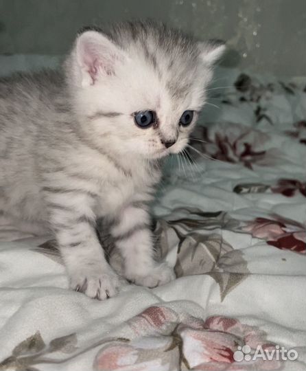 Шотландская девочка