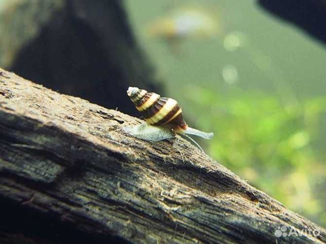 Улитка хелена