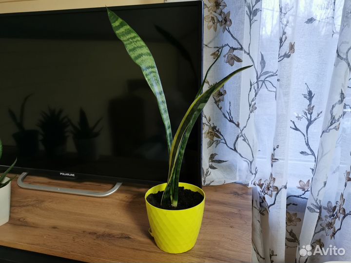 Сансевиерия