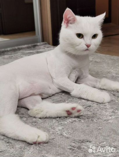 Стрижка кошек с выездом на дом. Стрижка собак