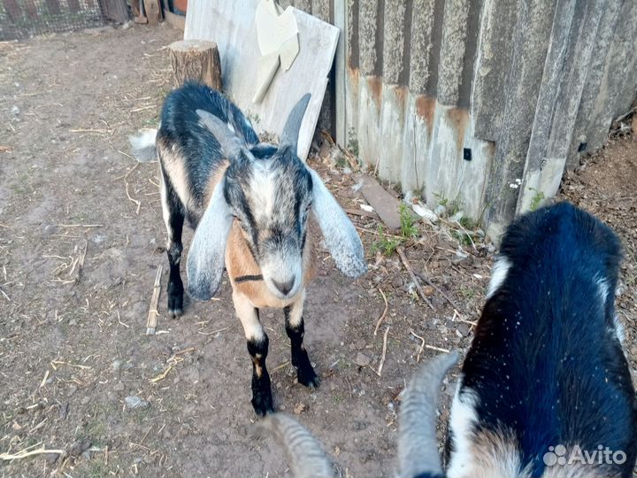 Нубийский козел на племя,гуси, петухи