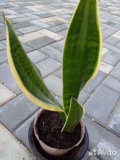 Сансевиерия