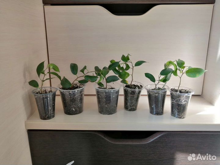 Фикус вианди