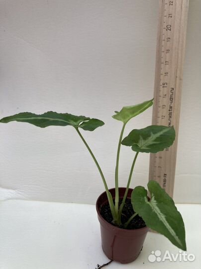 Сингониум сортовой