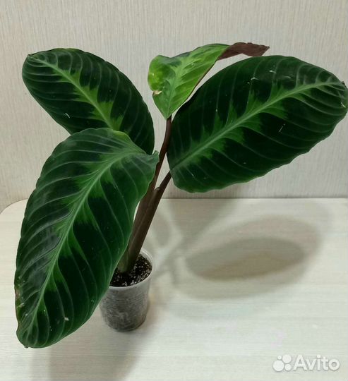 Калатея Варшевича, Руфибарба, Лансифолия