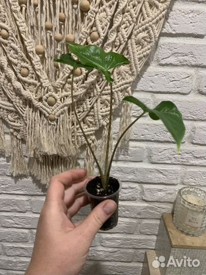 Алоказия триангулярис, гагеана вар