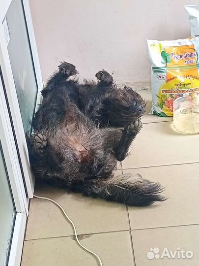 Керн терьер