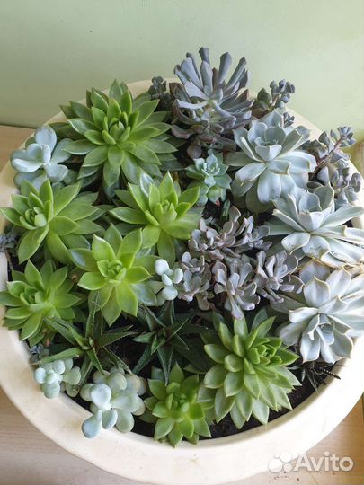 Суккуленты садик в керамическом горшке