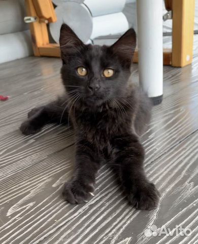 Шикарный черный котенок мальчик объявление продам