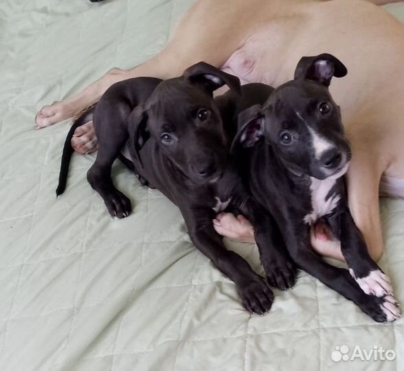 Щенки питбультерьера