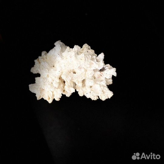 Морские кораллы