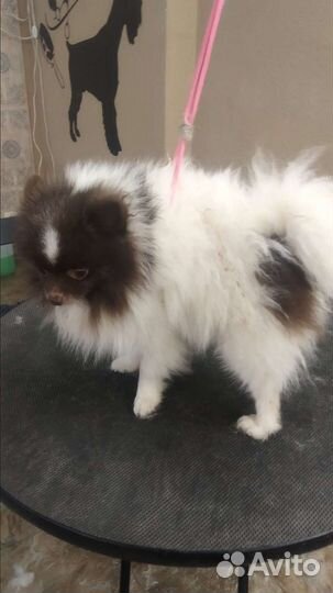 Грумер стрижка собак