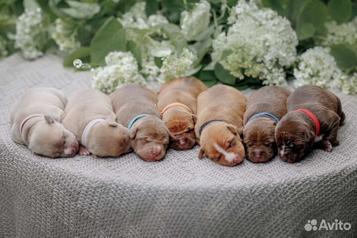 Щенки Питбуля