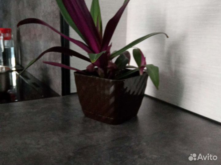 Традесканция рео