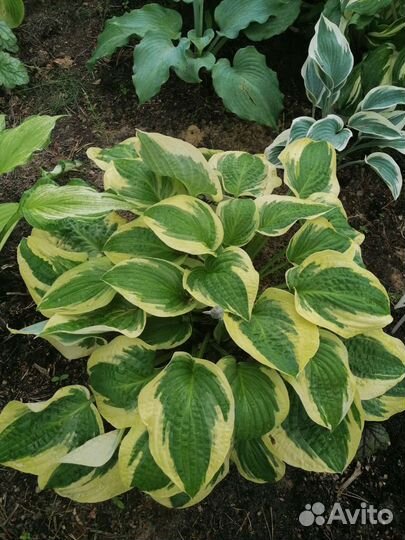 Сортовые хосты