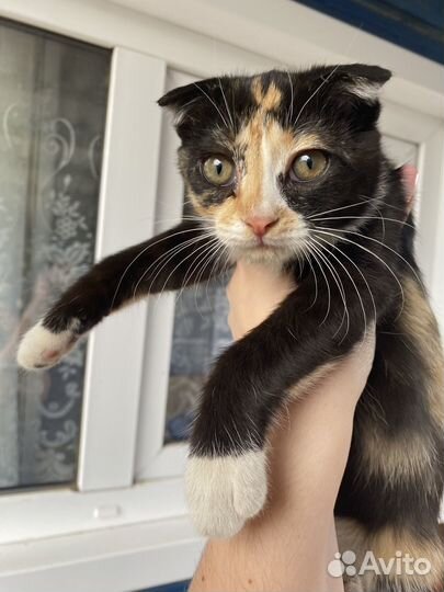 Кошки в добрые руки