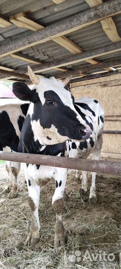 Тёлка 1,7стельная голштинской породы