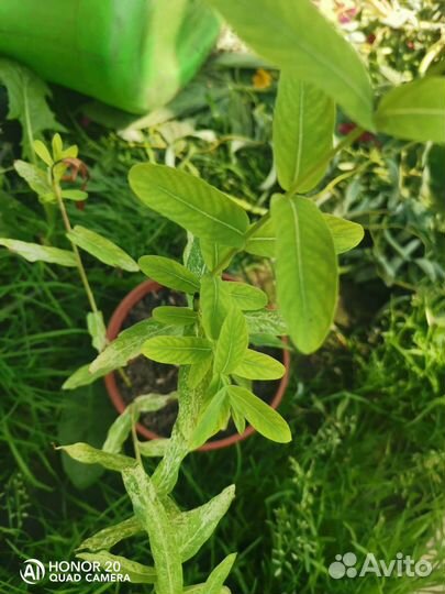 Ива хакуро нишики