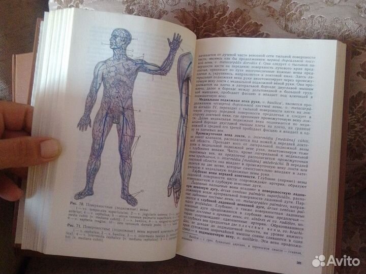 Анатомия человека Борзяк, Сапин