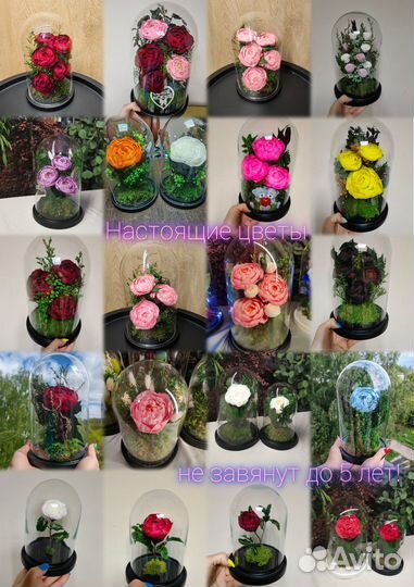 Роза в колбе, пионы, букеты в стекле, спб5, от