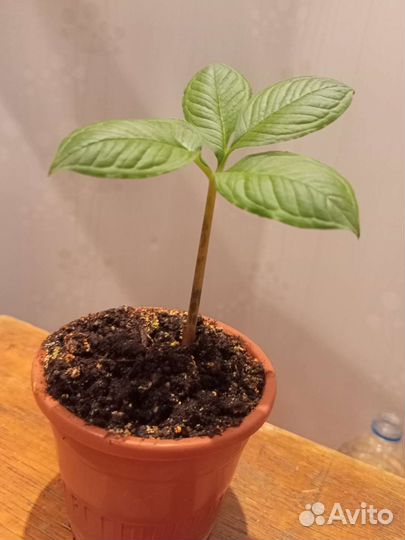 Аморфофаллус