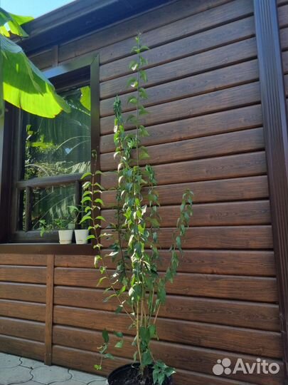 Китайская Сирень