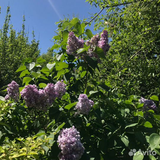 Саженцы растений; цветы