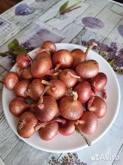 Лук семейный на посадку