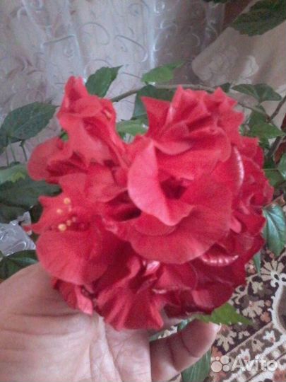 Гибискус (китайская роза)