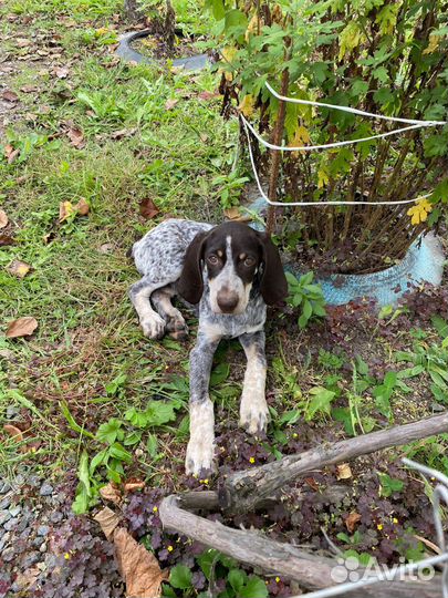 Щенки курцхаара