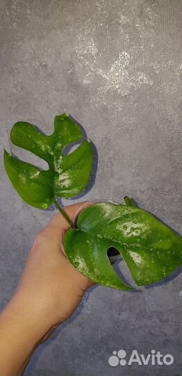 Комнатные домашние растения