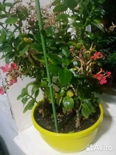 Каланхоэ цветущий