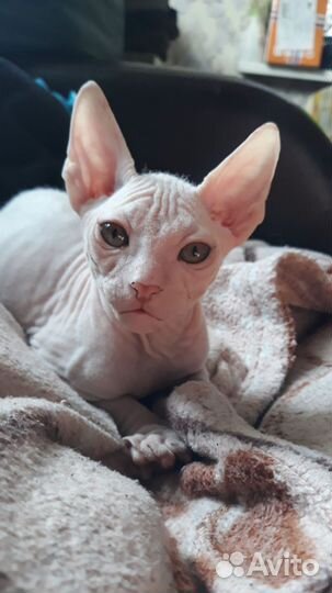 Сфинкс котенок