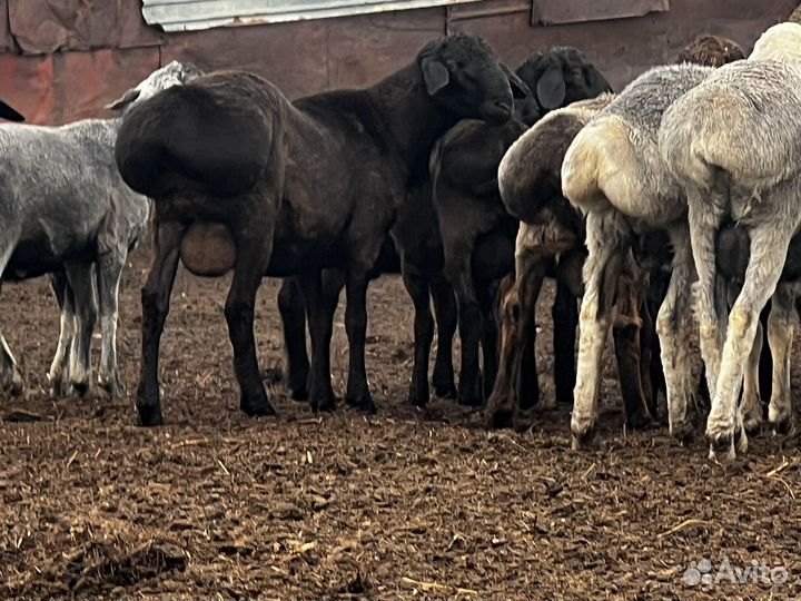 Бараны гиссары