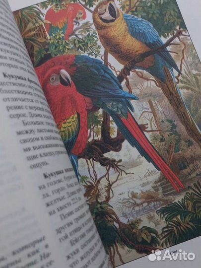 Альфред Брем 