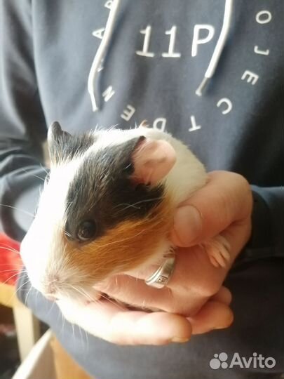 Морские свинки