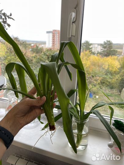 Ростки пальмы Юкка