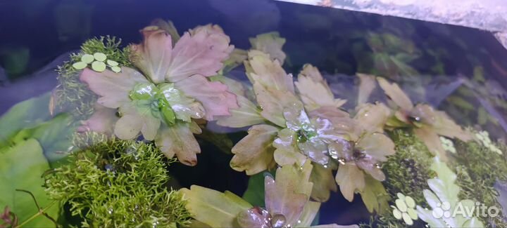 Набор аквариумных растений