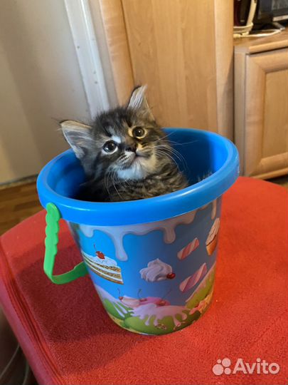 Котик в добрые руки