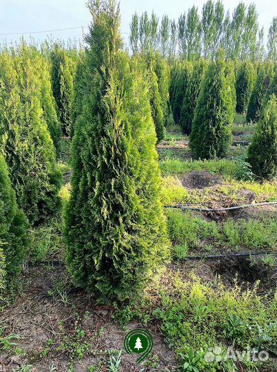 Туя смарагд оптом