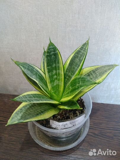 Сансевиерии сортовые