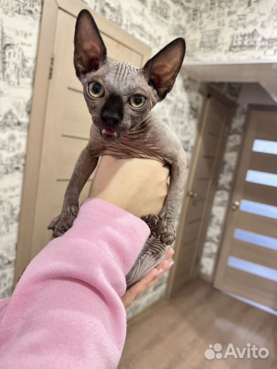 Котенок свинкс