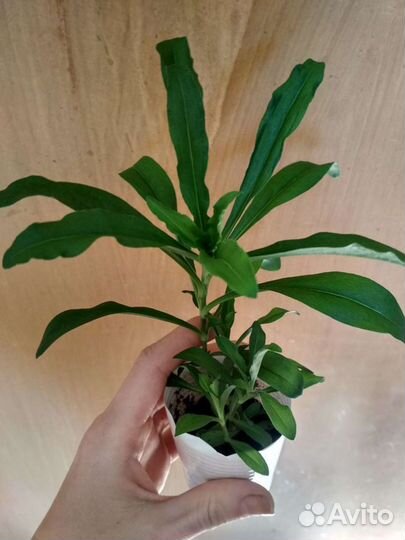 Гвоздика,примула белая