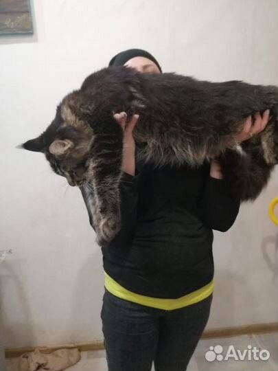 Коты на вязку