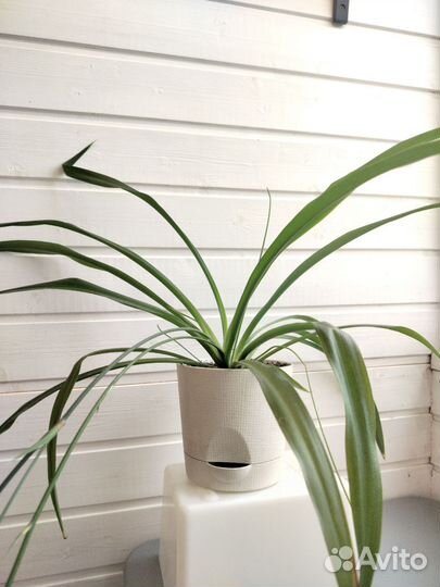 Хлорофитум зеленый