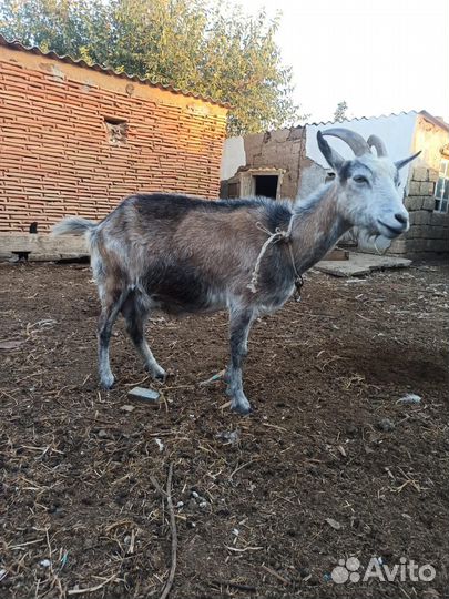 Дойные козы