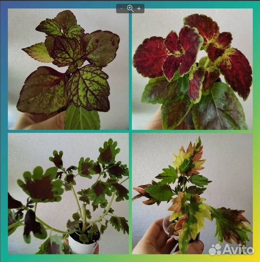 Комнатные растения разные - 8